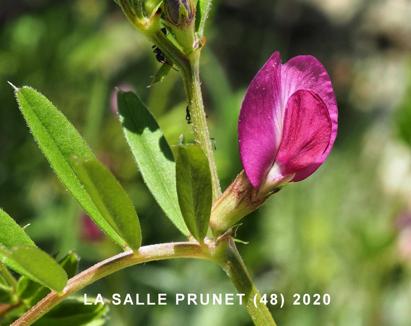 Vetch, Narrow-leaved flower